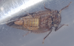 Paraphlepsius continuus