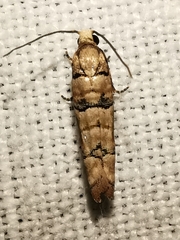 Blastesthia tessulatana