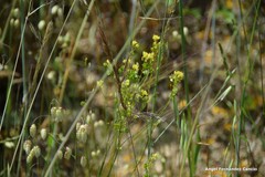 Biscutella valentina