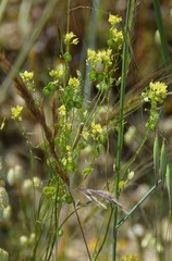 Biscutella valentina
