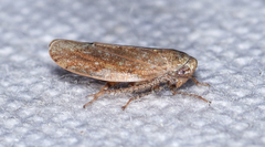 Paraphlepsius continuus