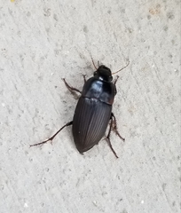 Anisodactylus rusticus