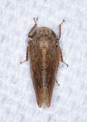 Paraphlepsius continuus