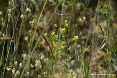 Biscutella valentina