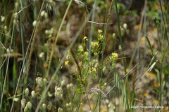Biscutella valentina