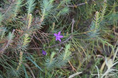 Campanula matritensis