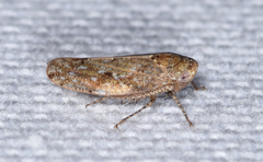 Paraphlepsius continuus