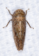 Paraphlepsius continuus