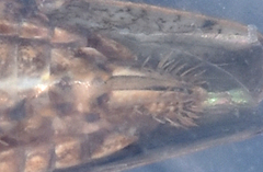 Paraphlepsius continuus