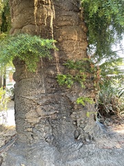 Araucaria