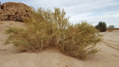 Atriplex canescens laciniata