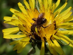Andrena alleghaniensis