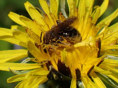 Andrena alleghaniensis