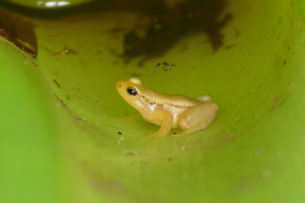 Beebe's Rocket Frog