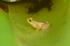 Anomaloglossus beebei