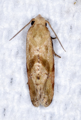 Platphalonidia magdalenae