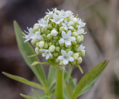 Valeriana dioica sylvatica
