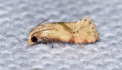 Platphalonidia magdalenae