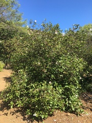 Hibiscus arnottianus arnottianus