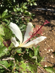 Hibiscus arnottianus arnottianus