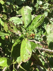 Hibiscus arnottianus arnottianus