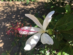 Hibiscus arnottianus arnottianus