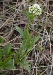 Valeriana dioica sylvatica