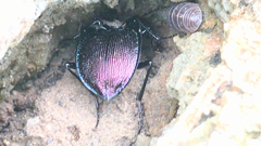 Scaphinotus elevatus