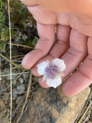 Calochortus tolmiei