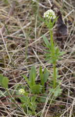 Valeriana dioica sylvatica