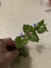 Glechoma hederacea