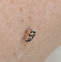 Colecerus marmoratus