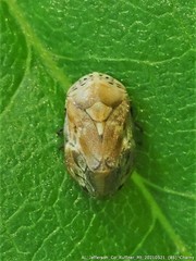 Clastoptera laevigata