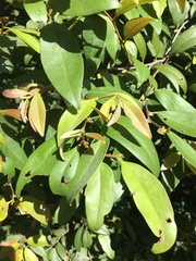 Diospyros sandwicensis