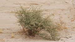 Eriogonum deflexum deflexum
