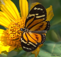 Lycorea halia discreta
