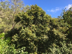 Diospyros sandwicensis