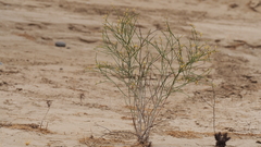 Eriogonum deserticola
