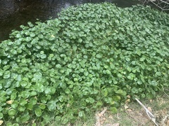 Hydrocotyle prolifera