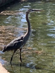 Ardea herodias