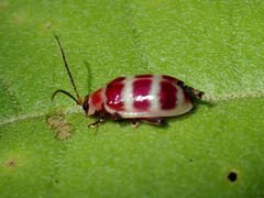 Asphaera quadrifasciata