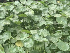 Hydrocotyle prolifera