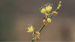 Eriogonum deserticola