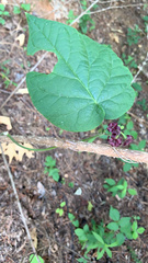 Matelea carolinensis