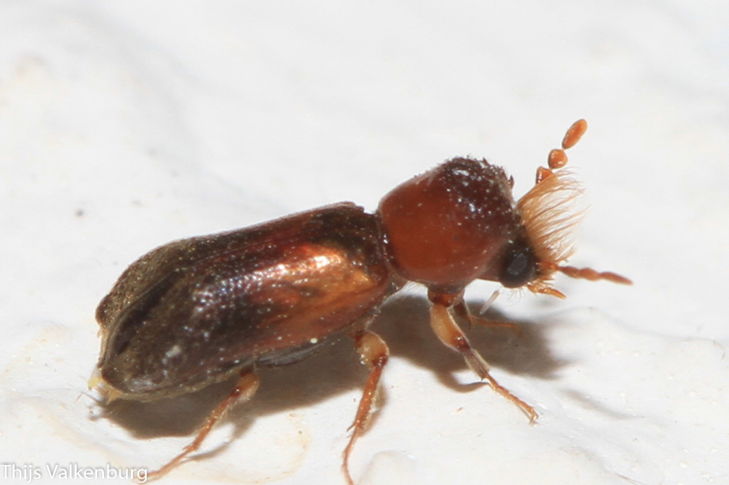 Scobicia pustulata