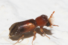 Scobicia chevrieri