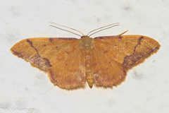 Idaea ostrinaria
