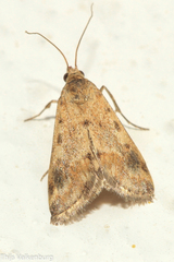 Tegostoma comparalis