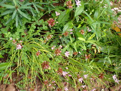 Allium canadense canadense