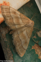 Idaea circuitaria